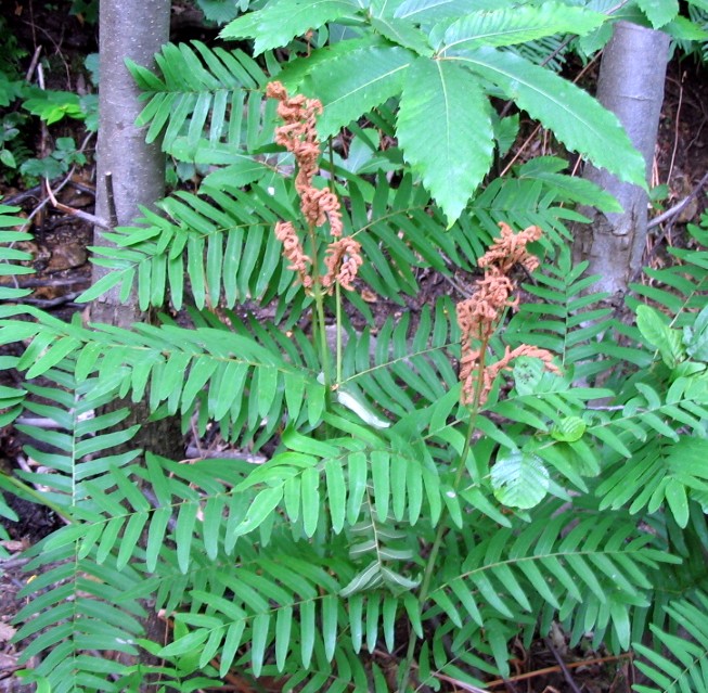 Osmunda regalis / Felce florida